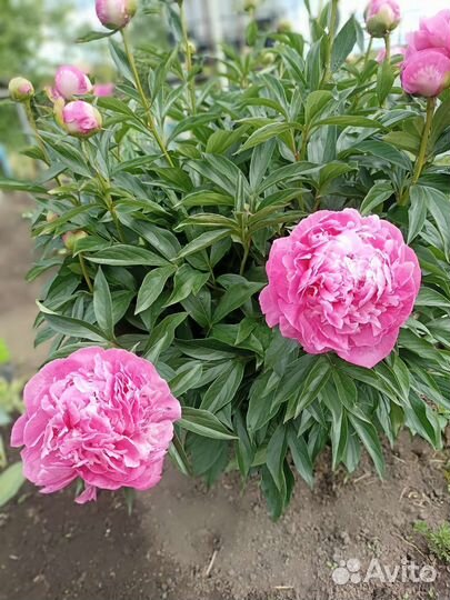 Пионы саженцы розовые