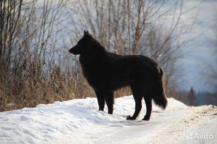 Бельгийская овчарка грюнендаль и тервюрен