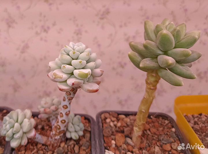 Суккуленты