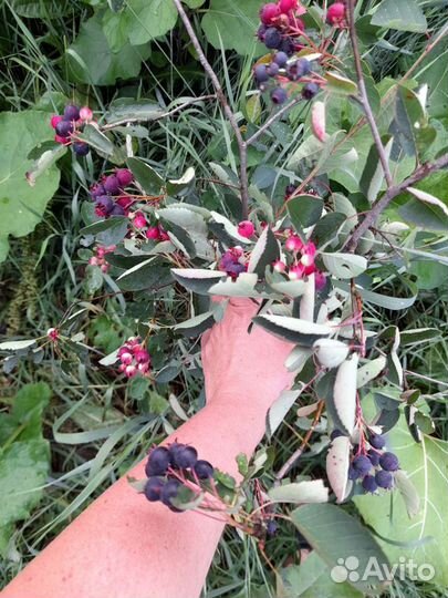 Ирга, тернослива, пузыреплодник, рябинник, сперея