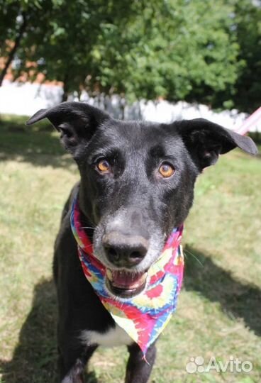 Собака Багира ищет дом