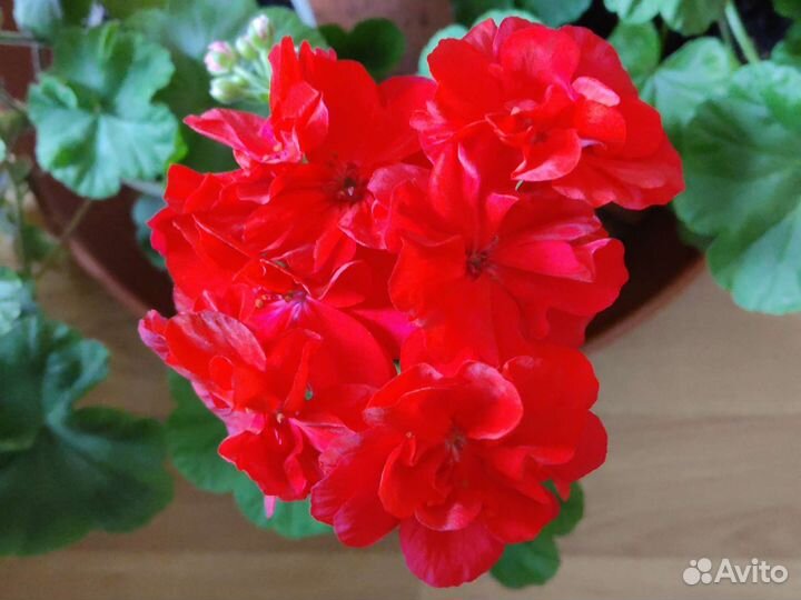 Герань пеларгония молодая цветущая