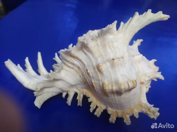 Ракушка морская