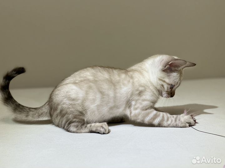 Бенгальская девочка Линкс