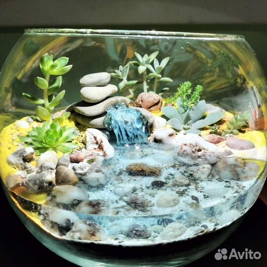 Флорариум суккуленты