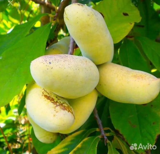 Саженцы Азимина (Пау Пау или банановое дерево)