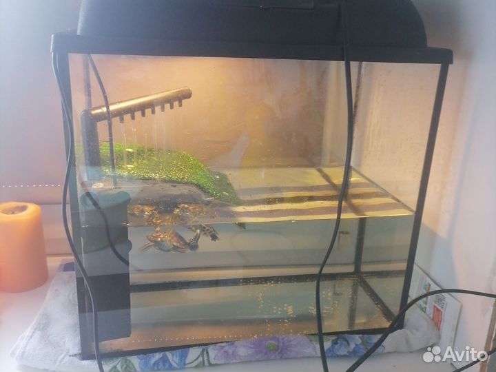 Красноухие черепахи с аквариумом