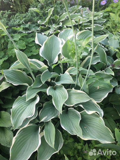 Хоста гигантская средняя карликовые