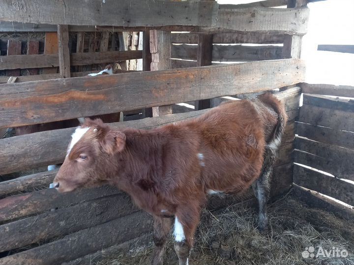 2 Бычка и телочка