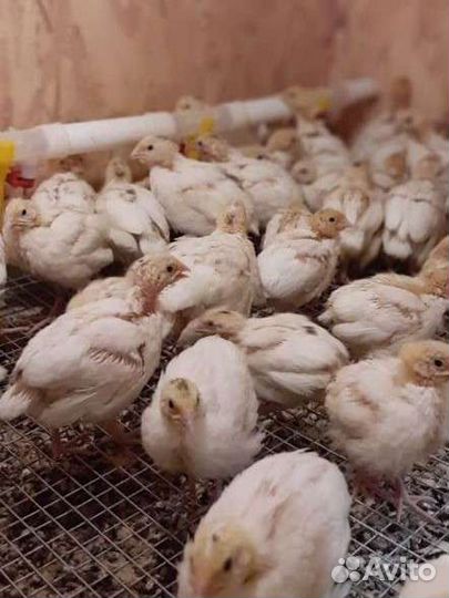 Перепела Радонежские