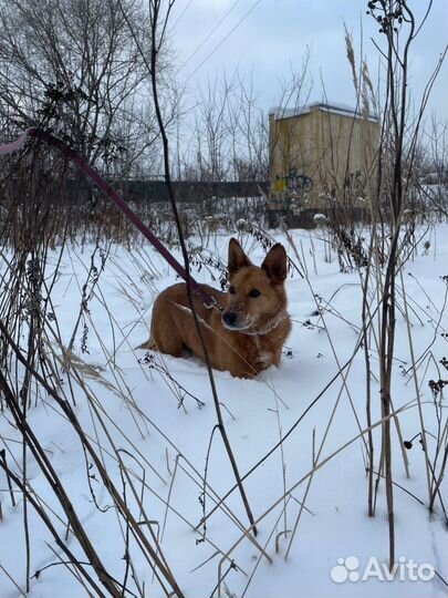 Собака Джек мечтает стать домашним