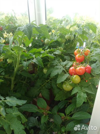 Рассада комнатных помидор с плодами