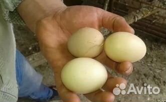 Яицо для инкубатора