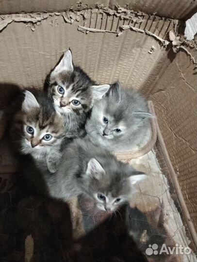 Котята в добрые руки бесплатно