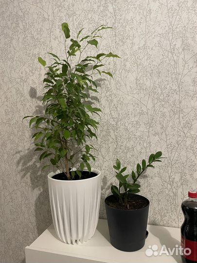 Бенджамина, замиакулькас, сенсевьерия