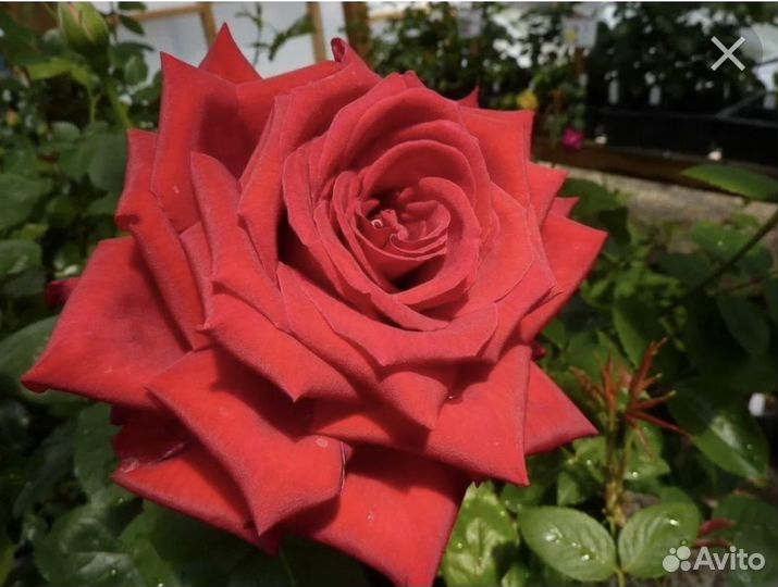 Роза Гранд Аморе