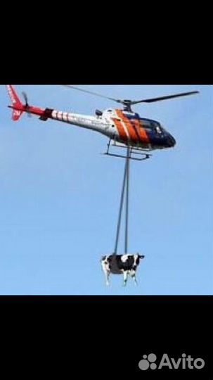 Перевозка животных по России и за границу