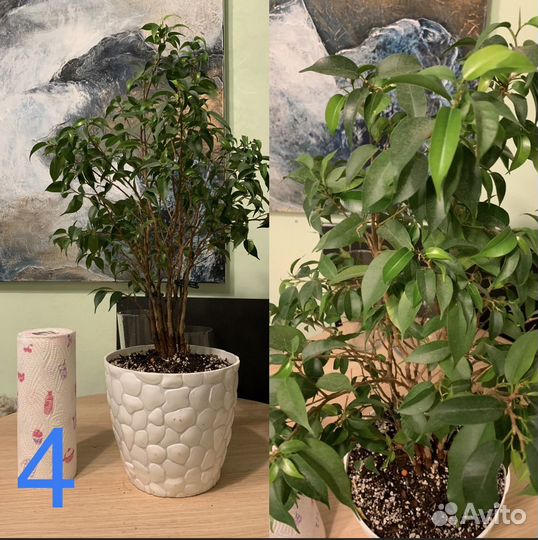 Комнатные растения