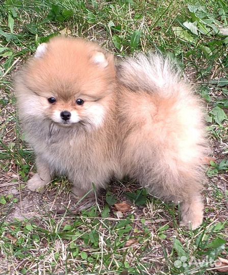 Помераночка