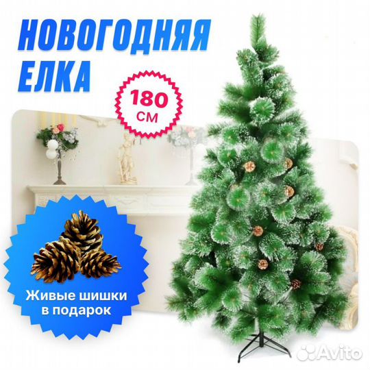 Сосна пушистая 180см