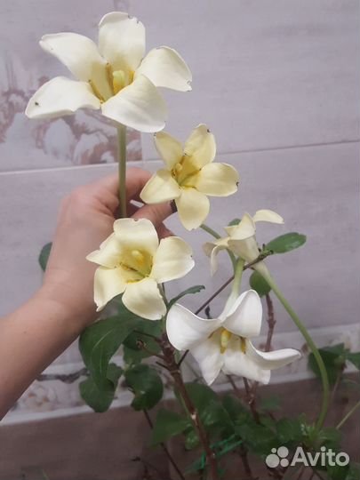 Ротмания, рандия, портландии, табернемонтана