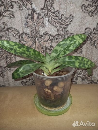 Венерин башмачок зелено-белого цвета