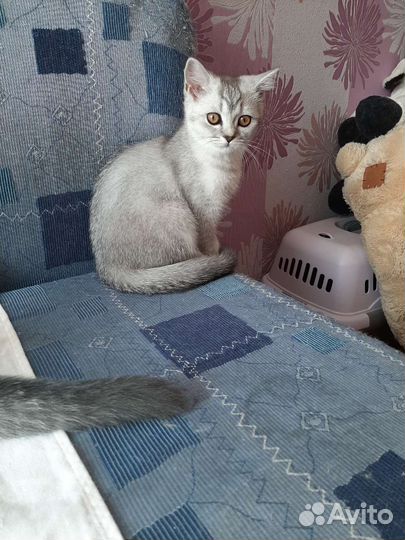 Шотландские вислоухие котята