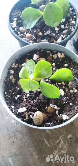 Портулакария афра