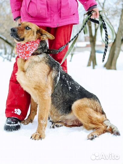 Забава ищет семью