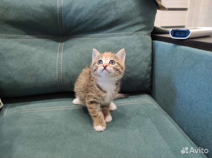 Кошечка трёхцветка