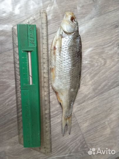 Астраханская вяленая вобла А+