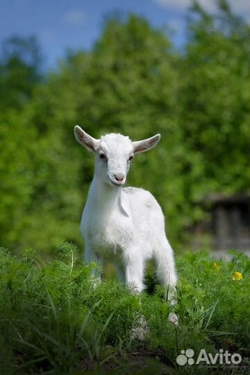 Козочки заано-альпийские