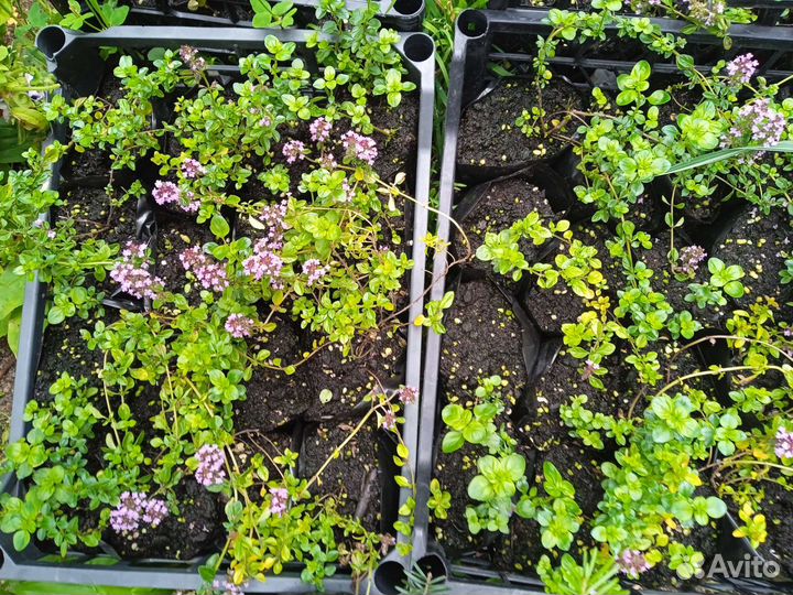 Чабрец (тимьян ползучий)