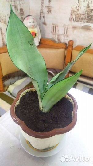 Сансевиерия муншайн