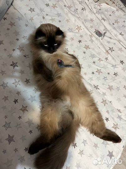 Передержка кошек