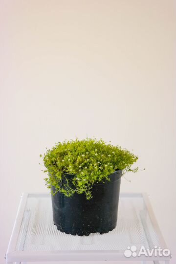 Мшанка шиловидная 