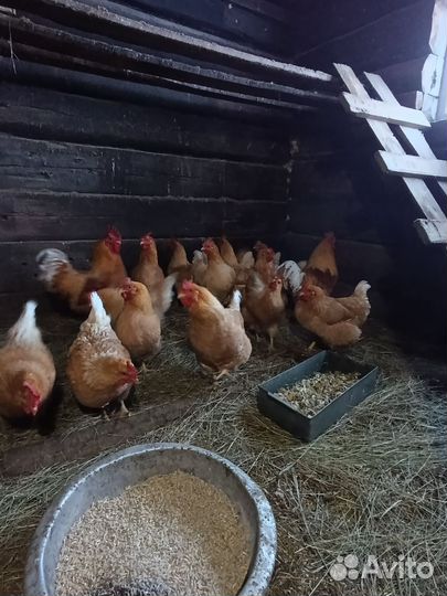 Инкубационное яйцо кур мини мясных