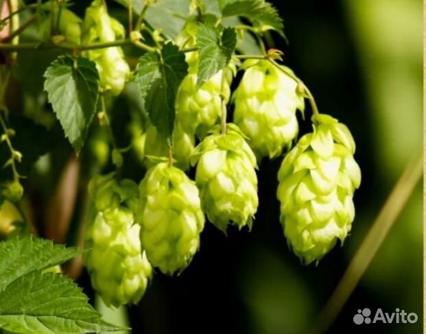Продам хмель
