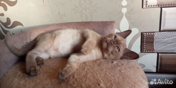 Бурманские котята