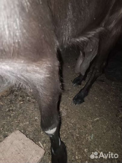 Зааненская коза