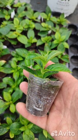 Гортензия Френч Болеро, черенки