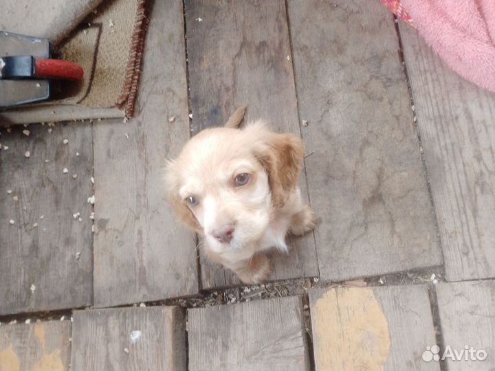 Собака в добрые руки отдам бесплатно