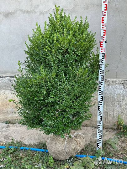 Самшит вечнозеленый