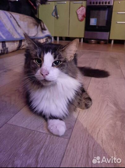 Зоогостиница, передержка животных