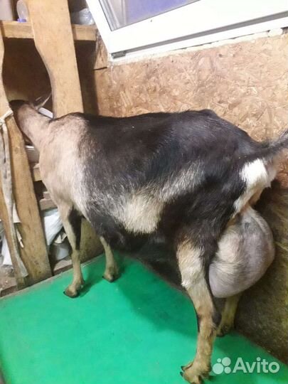 Альпийские козы