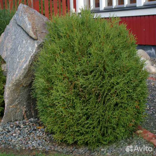 Туя западная Литл Гиант Little Giant