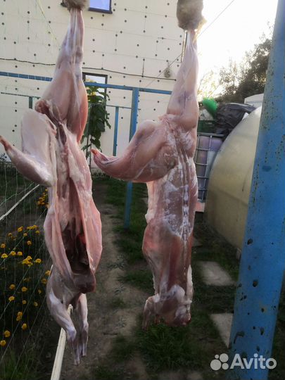 Мясо кролика