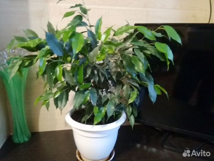 Фикус Бенжамина с горшком