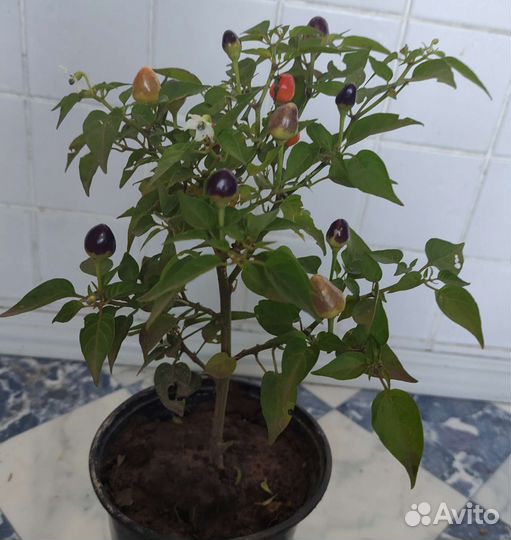 Горький перец