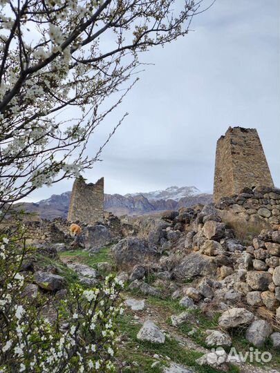 Горы Кавказа - туры в группе каждый день